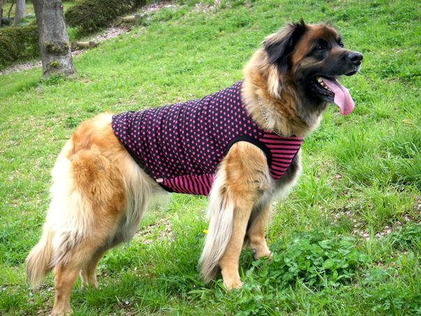 rosy_wear2.jpg
