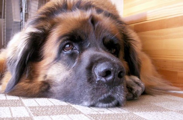 rosyrosy0824_1.jpg