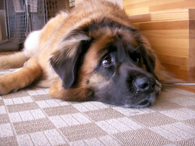 rosyrosy0824_2.jpg