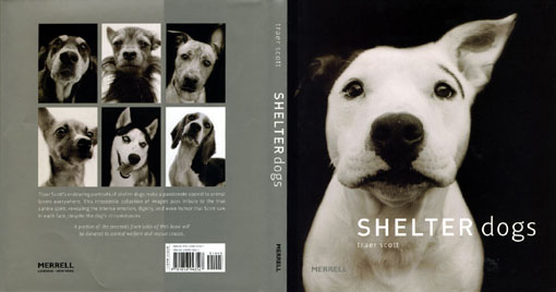 shelter dogs1.jpg