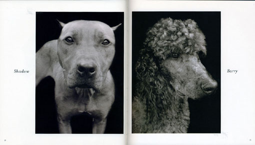 shelter dogs3.jpg