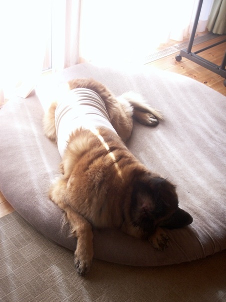 sleepy_rosy2.jpg