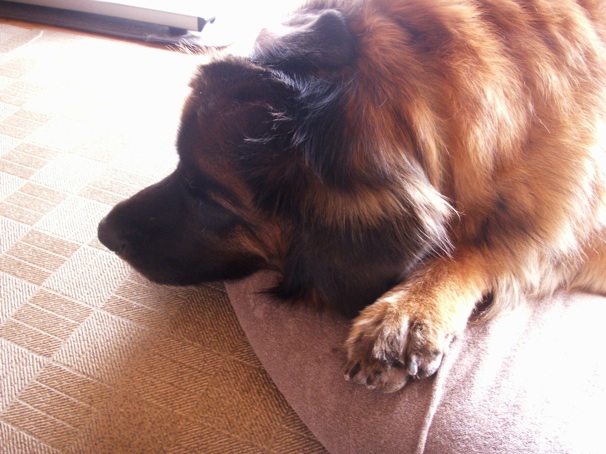 sleepy_rosy3.jpg