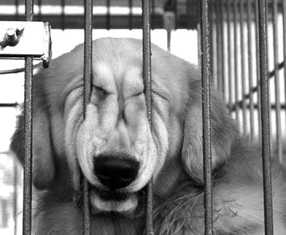 smile_dog.jpg