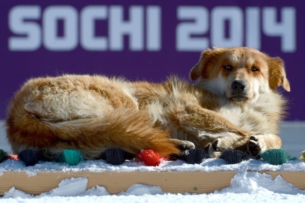 sochi_2014020700033_1.jpg