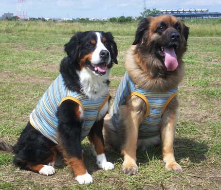 summer border may&rosy.jpg