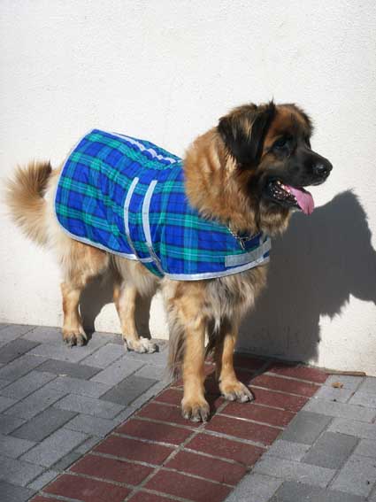 wintercoat_rosy_standup.jpg